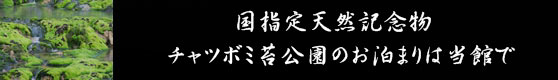 ちゃつぼみごけ